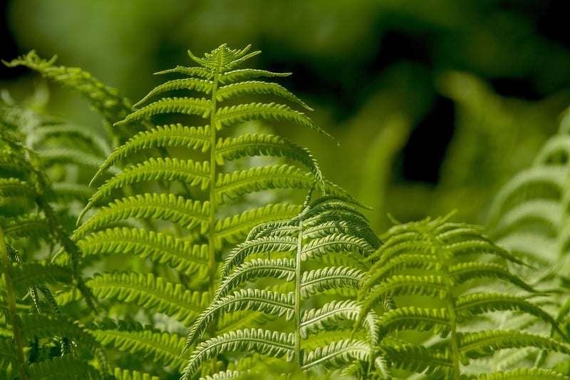 Plant in bright indirect light