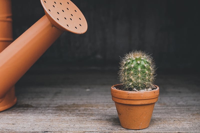 Teacup Succulent Planters